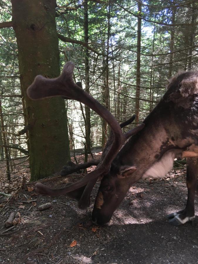 Appartamento Le Petit Kichon Gérardmer Esterno foto